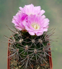 Gymnocalycium horridispinum