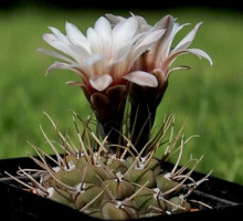 Gymnocalycium intertextum