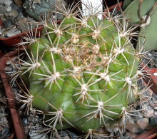 Matucana calvescens