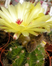 Notocactus laetivirens HU 58