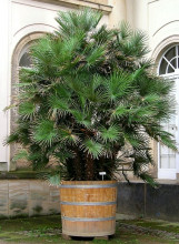 Chamaerops humilis