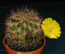 Acanthocalycium thionanthum