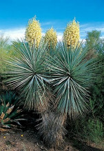 Yucca Rigida