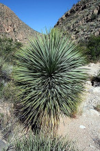 Yucca Elata
