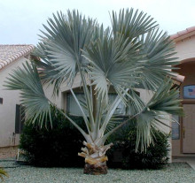 Bismarckia nobilis
