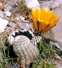 Echinocereus dasyacanthus