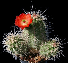 Echinocereus triglochidiatus