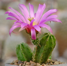 Echinocereus viereckii var. morricalii