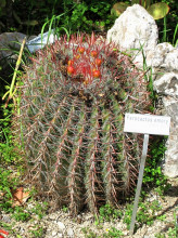 Ferocactus emoryi