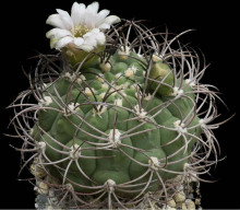 Gymnocalycium saglione