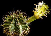 Gymnocalycium mihanovichii var. stenogonum P 242