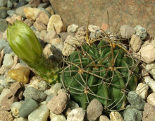 Lobivia tegeleriana var. albiflora KK 1794