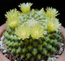 Mammillaria marksiana