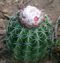 Melocactus curvispinus