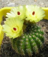 Notocactus muricatus