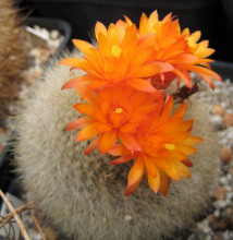 Parodia haselbergii