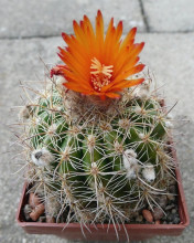 Parodia mairanana