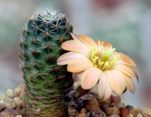 Rebutia rosalbiflora