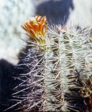 Echinocereus neomexicanus