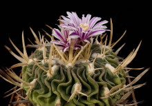 Echinofosulocactus sp. Guadalcazar CSD 092