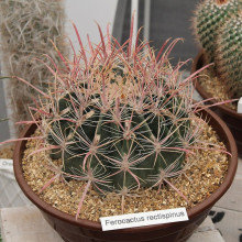 Ferocactus rectispinus