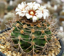 Gymnocalycium castellanosii