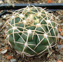 Gymnocalycium rosanthemum