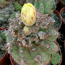 Notocactus linkii var. guaibensis