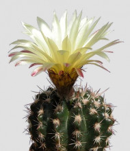 Notocactus mammulosus var. arapayensis