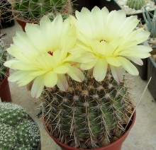 Notocactus mammulosus var. paucicostatus