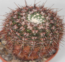 Notocactus notabilis