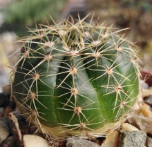 Notocactus ottonis var. vargasensis