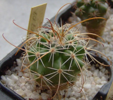 Parodia axiosa