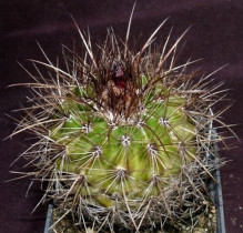 Parodia neglectoides