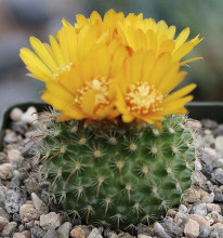 Parodia rubellihamata