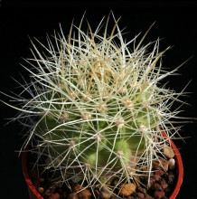 Pyrrhocactus andreanus Ventisqueros