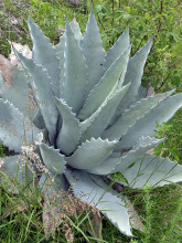 Agave temacapulinensis