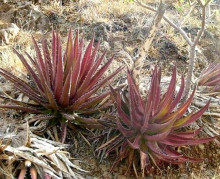 Agave kerchovei 'Huajuapan Red'