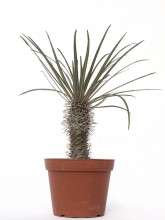 Pachypodium geayi