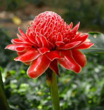 Etlingera elatior Red