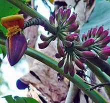 Musa itinerans - Burmese blue