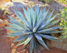 Agave chrysantha – Golden Flowered Agave