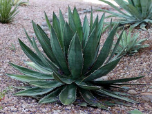 Agave garciae-mendozae