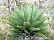 Agave gentryi