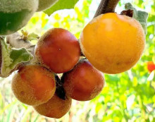 Solanum sessiliflorum - Kokona