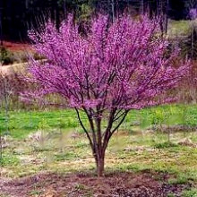 Cercis Chinensis - Zmarlika čínská