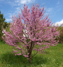 Cercis siliquastrum - zmarlika Jidášova