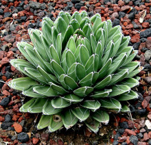 Agave victoriae-reginae Huasteca Canyon