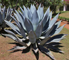 Agave americana – Agáve obecná