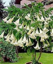 Brugmansia arborea